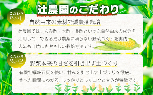 約受付【限定30セット】 スイートコーン （ゴールドラッシュ） 10～12本入 朝採れ とうもろこし トウモロコシ 野菜 糖度17~18℃以上 鹿島市産 佐賀県産 春 夏 旬【2025年6月上旬～順次発送】 B-319