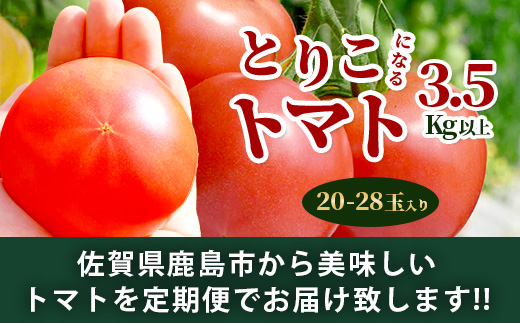 【先行予約】 たにぐちファーム とりこになるトマト 3.5kg以上【2024年12月より発送開始】 Ricotomato トマト B-665