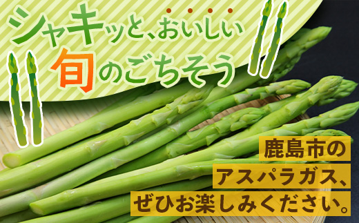 【先行受付】（お届けは2026年6月～7月頃）新鮮朝獲れ！！鹿島市産 アスパラガス 合計500g 【美味しい野菜で彩を】アスパラ 野菜 やさい 九州 国産 佐賀　B-854