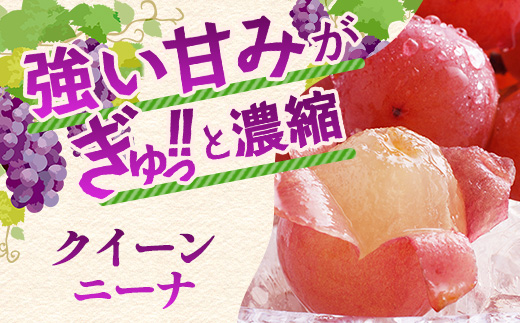 朝採れシャインマスカット＆クイーンニーナ食べ比べセット約2kg 3～4房【先行予約】【2026年8月下旬～9月下旬配送予定】朝採れ即日発送！ジューシー高糖度 新鮮 生産者直送 果物 フルーツ 冷蔵便 丁寧なラッピング ギフト 贈答 化粧箱入り 送料無料 D-243