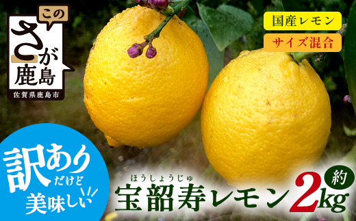 B-127  希少な国産レモン【宝韶寿レモン】訳アリ　約2kg（サイズ混合）【6月中旬より順次発送予定】柑橘 檸檬 ご自宅用 お菓子 料理 お酒 希少品種 佐賀県鹿島市 送料無料