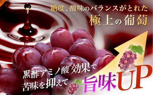 黒酢ブラックシャインマスカット『富士の輝き 1房（約700g）』【先行予約】【2026年8月下旬～9月下旬発送予定】上品な香りと甘みで満たされる宝石級ぶどう 黒酢アミノ酸効果の旨味 新鮮 生産者直送 果物 葡萄 ぶどう 佐賀県 鹿島市 送料無料 C-156