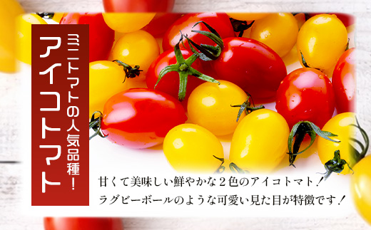岩永さんちの カラフル ミニトマト | アイコ赤･黄MIX 3kg |【農林水産大臣賞受賞】有機肥料・化学肥料不使用 | 生産者直送 野菜 トマト 3kg とまと プチトマト サラダ やさい 旬 新鮮 おやつ お弁当 人気 送料無料 佐賀県 鹿島市 D-285