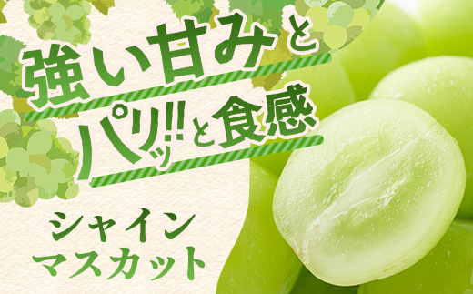 朝採れシャインマスカット＆クイーンニーナ食べ比べセット約2kg 3～4房【先行予約】【2026年8月下旬～9月下旬配送予定】朝採れ即日発送！ジューシー高糖度 新鮮 生産者直送 果物 フルーツ 冷蔵便 丁寧なラッピング ギフト 贈答 化粧箱入り 送料無料 D-243