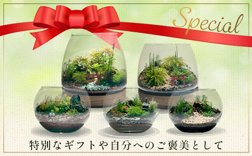 J-33　苔テラリウム　手入れ簡単 癒やしのインテリア 卓上サイズ 誕生日 プレゼント雑貨 敬老の日 贈り物 観葉植物 初心者 鹿島市産 / mossty