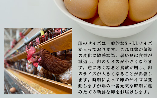 【鹿島市産のたまご】肥前のおいしい赤たまご　６０個（５５個＋破損補償５個入り）　B-711　佐賀県鹿島市