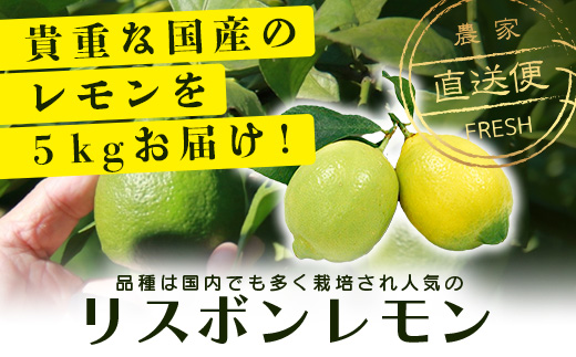 B-367 リスボンレモン【約5kg】メディアも注目の柑橘類の名人直送！レモン れもん 檸檬 果物 生搾り 料理 菓子 サワー お酒 国産 佐賀県鹿島市産 人気 