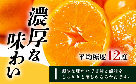 B-345《まぼろしのみかん》鹿島 平倉果樹園のみかん『今村』 約5.5kg サイズ混合 みかん 希少 幻 まぼろし 蜜柑 ミカン オレンジ フルーツ 果物 高糖系 平均糖度12度 佐賀県 鹿島市 人気 おすすめ 送料無料【2026年2月上旬から2月末まで配送】 B-345