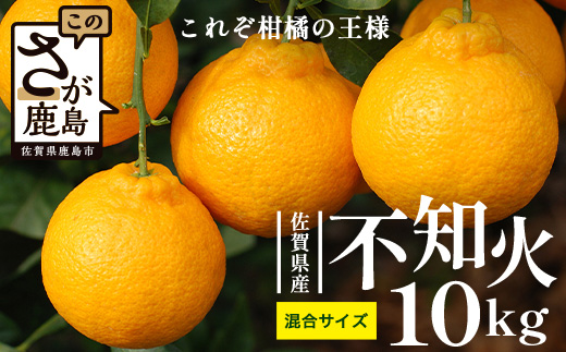 C-187佐賀県産不知火 約10kg（箱込み）佐賀県 鹿島市