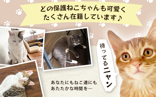 保護猫カフェねこの蔵 カフェ利用チケット｜保護猫カフェ 猫 古民家カフェ チケット 保護猫 支援 鹿島市 猫カフェ カフェ　AA-61