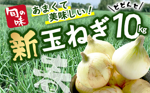 縲蝉コ育エ蜿嶺サ倥鷹ケソ蟲カ蟶ら肇 譁ー邇峨ュ縺 蜷郁ィ10kg B-842 縺溘∪縺ュ縺 邇芽続 繧オ繝ゥ繝 譁咏炊縲2026蟷エ4譛井クュ譌ャ繧医j鬆谺。逋コ騾√