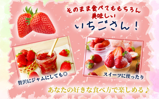 いちごさん 240g×4P★先行予約★【生産者直送】ふるさと納税 いちご イチゴ 苺 果物 フルーツ 旬 贈答用 お取り寄せ ギフト ふるさと 人気 佐賀県 鹿島市 送料無料 【2026年2月頃～4月頃の発送予定】B-891