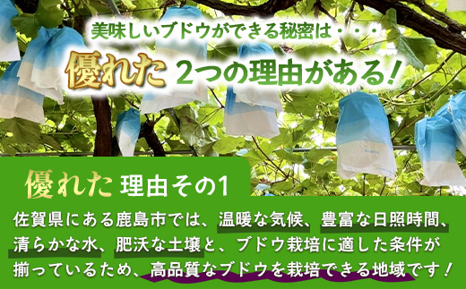 朝採れシャインマスカット＆クイーンニーナ食べ比べセット約2kg 3～4房【先行予約】【2026年8月下旬～9月下旬配送予定】朝採れ即日発送！ジューシー高糖度 新鮮 生産者直送 果物 フルーツ 冷蔵便 丁寧なラッピング ギフト 贈答 化粧箱入り 送料無料 D-243