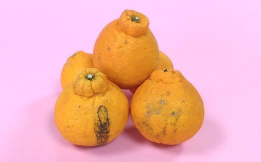 【まだ間に合う！4月～5月発送 冷蔵便】訳あり 【お届け日の指定不可】よかんばい 鹿島産 不知火 約11kg | 不知火 訳あり 家庭用 しらぬい みかん 柑橘 箱込み 配送における 傷み保証 含む フルーツ 果物 くだもの 果実 ミカン シラヌイ 佐賀県 鹿島市 B-292_cool