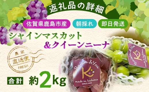 朝採れシャインマスカット＆クイーンニーナ食べ比べセット約2kg 3～4房【先行予約】【2026年8月下旬～9月下旬配送予定】朝採れ即日発送！ジューシー高糖度 新鮮 生産者直送 果物 フルーツ 冷蔵便 丁寧なラッピング ギフト 贈答 化粧箱入り 送料無料 D-243