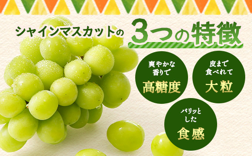朝採れシャインマスカット＆クイーンニーナ食べ比べセット約2kg 3～4房【先行予約】【2026年8月下旬～9月下旬配送予定】朝採れ即日発送！ジューシー高糖度 新鮮 生産者直送 果物 フルーツ 冷蔵便 丁寧なラッピング ギフト 贈答 化粧箱入り 送料無料 D-243