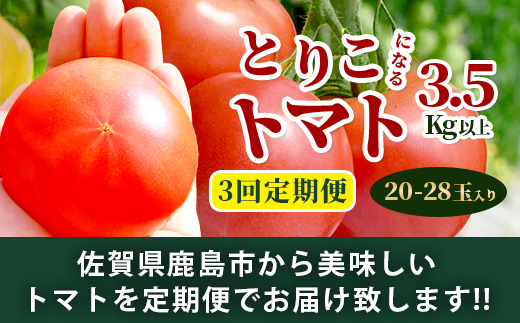 【先行予約】 たにぐちファーム とりこになるトマト【3.5kg以上×3回定期便】【2024年12月から出荷】 Ricotomato トマト C-84