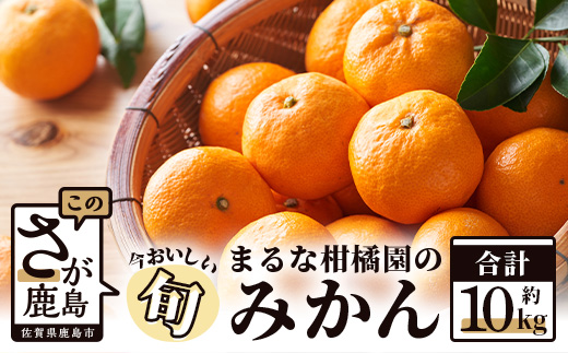  【期間限定】【2023年9月出荷下旬出荷開始予定】鹿島 まるな柑橘園のみかん 約10ｋｇ サイズ混合  B-177