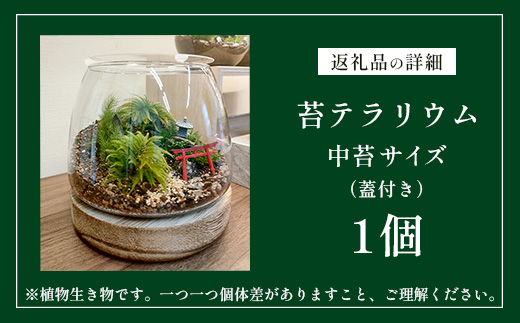 H-53　苔テラリウム　手入れ簡単 癒やしのインテリア 卓上サイズ 誕生日 プレゼント雑貨 敬老の日 贈り物 観葉植物 初心者 鹿島市産 / mossty