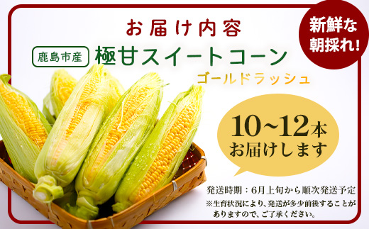 約受付【限定30セット】 スイートコーン （ゴールドラッシュ） 10～12本入 朝採れ とうもろこし トウモロコシ 野菜 糖度17~18℃以上 鹿島市産 佐賀県産 春 夏 旬【2025年6月上旬～順次発送】 B-319