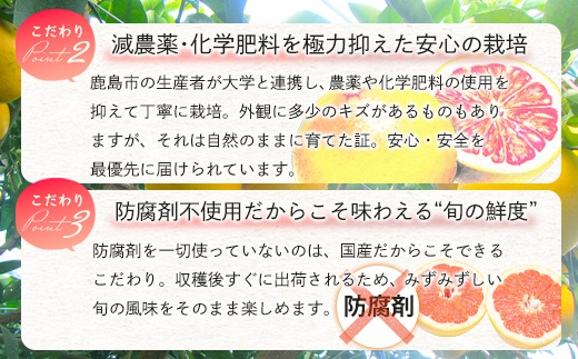 数量限定【先行予約】日本初！幻の国産グレープフルーツ！【さがんルビー 5kg（中玉12～16個）】メディアも注目◆ジューシー柑橘｜柑橘 果物 フルーツ 生産者直送の安心品質 【3月下旬頃より順次発送予定】佐賀県 鹿島市 送料無料 B-2