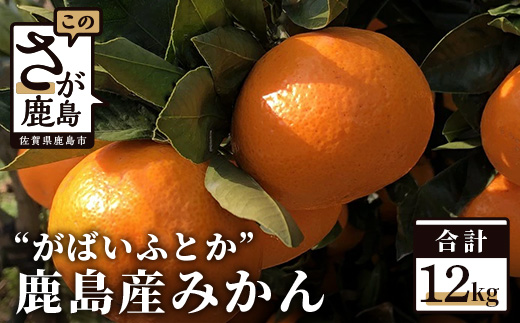 A-88 ”がばいふとか”鹿島産みかん 約12kg 大サイズ ご家庭用