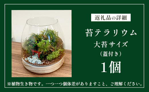 J-33　苔テラリウム　手入れ簡単 癒やしのインテリア 卓上サイズ 誕生日 プレゼント雑貨 敬老の日 贈り物 観葉植物 初心者 鹿島市産 / mossty