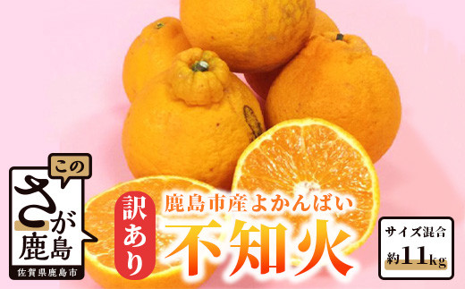 【まだ間に合う！4月～5月発送 冷蔵便】訳あり 【お届け日の指定不可】よかんばい 鹿島産 不知火 約11kg | 不知火 訳あり 家庭用 しらぬい みかん 柑橘 箱込み 配送における 傷み保証 含む フルーツ 果物 くだもの 果実 ミカン シラヌイ 佐賀県 鹿島市 B-292_cool
