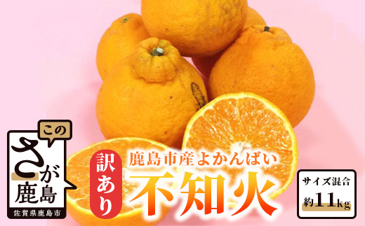 B-292【訳アリ・お届け期日指定不可】 ”よかんばい”鹿島産不知火  約11kg（イタミ保証含む）