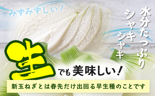 【予約受付】鹿島市産 新玉ねぎ 合計5kg A-207 たまねぎ 玉葱 サラダ 料理【2026年4月中旬より順次発送】