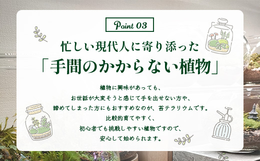 H-53　苔テラリウム　手入れ簡単 癒やしのインテリア 卓上サイズ 誕生日 プレゼント雑貨 敬老の日 贈り物 観葉植物 初心者 鹿島市産 / mossty