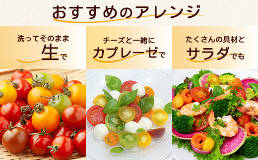 【先行予約】 カラフルミニトマト 『Ricotomato』 【1kg×4回定期便】 【2026年1月から出荷】 F-25