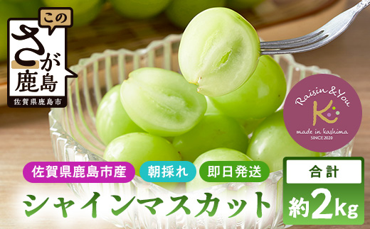 朝採れ即日発送◆数量限定◆シャインマスカット 約2kg 3～4房【先行予約】【2026年8月中旬～9月下旬配送予定】鮮度第一 可愛いラッピングで贈り物にも◎ ご褒美 プレゼント 贈答 ギフト 果物 葡萄 ぶどう マスカット 野菜 佐賀 鹿島市 人気 送料無料 C-38