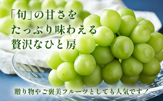 ææ¡ã峿¥çºéâæ°ééå®âã·ã£ã€ã³ãã¹ã«ãã çŽ2kg 3ïœ4æ¿ãå
è¡äºçŽãã2026幎8æäžæ¬ïœ9æäžæ¬é
éäºå®ãé®®åºŠç¬¬äž å¯æãã©ããã³ã°ã§èŽãç©ã«ãâ ãè€çŸ ãã¬ãŒã³ã èŽç ã®ãã æç© è¡è ã¶ã©ã ãã¹ã«ãã éè äœè³ é¹¿å³¶åž äººæ° éæç¡æ C-38