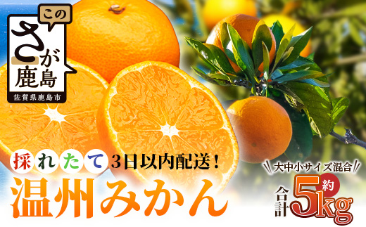 先行受付＼農家直送＆鮮度抜群！／収穫後3日以内発送・松本農園の温州みかん 約5kg｜有明海の潮風で育った鹿島産みかん｜フレッシュ｜佐賀県鹿島市 送料無料 B-530