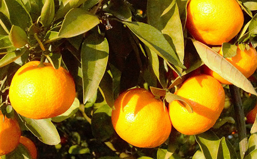 ãå
è¡äºçŽãïŒ2026幎12æé çºéïŒ âãã£ã±ãâ鹿島ç£ã¿ãã çŽïŒkg ããµã€ãºå¥ããææ¥æå®äžå¯ãåœç£ äœè³çç£ ãã«ã³ èæ æç© ãã«ãŒã A-99