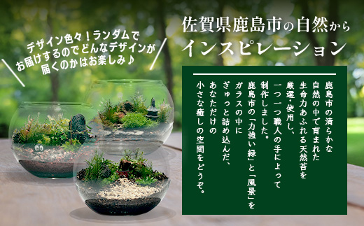 B-892　苔テラリウム　手入れ簡単 癒やしのインテリア 卓上サイズ 誕生日 プレゼント雑貨 敬老の日 贈り物 観葉植物 初心者 鹿島市産 / mossty [B-892]