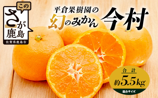 B-345《まぼろしのみかん》鹿島 平倉果樹園のみかん『今村』 約5.5kg サイズ混合 みかん 希少 幻 まぼろし 蜜柑 ミカン オレンジ フルーツ 果物 高糖系 平均糖度12度 佐賀県 鹿島市 人気 おすすめ 送料無料【2026年2月上旬から2月末まで配送】 B-345