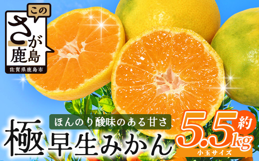 B-342【先行予約】【10月頃お届け】鹿島 平倉果樹園のみかん 極早生 約5.5kg 小玉 みかん ミカン 蜜柑 果物 フルーツ S～2S 佐賀県 鹿島市 送料無料【2025年10月下旬頃お届け】
