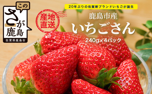 【先行予約】【お届けは2026年2月頃から】鹿島市産 いちごさん（生産者直送！）約240g×4パック B-891