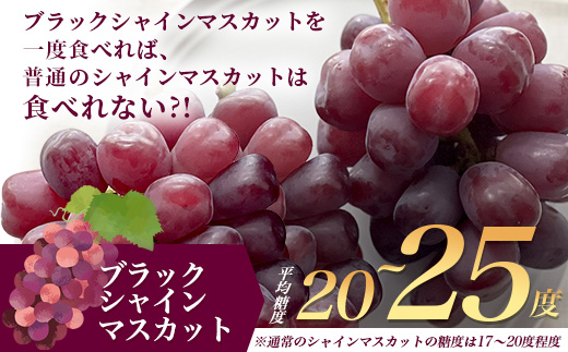 訳あり ブラック シャインマスカット 富士の輝き 1房 700g以上 かねひろ 黒酢【先行予約】【2026年8月下旬～9月下旬発送予定】糖度20～25度 甘くてびっくり！ お試し 家庭用 フルーツ 果物 ぶどう 葡萄 生産者直送 ふるさと 佐賀県 鹿島市 送料無料 B-909