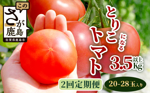 【先行予約】 たにぐちファーム とりこになるトマト 【3.5kg以上×2回定期便】【2024年12月から出荷】 Ricotomato トマト B-508