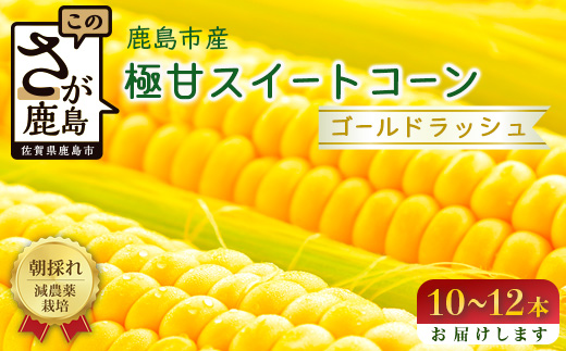 約受付【限定30セット】 スイートコーン （ゴールドラッシュ） 10～12本入 朝採れ とうもろこし トウモロコシ 野菜 糖度17~18℃以上 鹿島市産 佐賀県産 春 夏 旬【2025年6月上旬～順次発送】 B-319