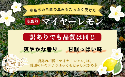 【訳あり】【産地直送】【農家直送】佐賀県鹿島市産 マイヤーレモン 5kg サイズ混合 酸味 美味しい お酒 生絞り 料理 お菓子 家庭用 【９月～2月頃まで配送】 A-191