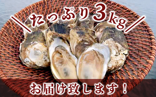 【期間限定】【牡蠣】【有明海】かしまん牡蠣(養殖）殻付き　3kg　かき　佐賀県　鹿島市　有明海　C-114