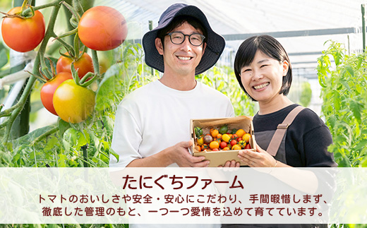 【先行予約】 カラフルミニトマト 『Ricotomato』 【1kg×4回定期便】 【2026年1月から出荷】 F-25