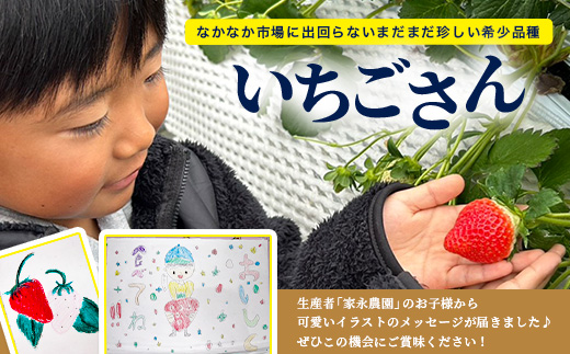 いちごさん 240g×4P★先行予約★【生産者直送】ふるさと納税 いちご イチゴ 苺 果物 フルーツ 旬 贈答用 お取り寄せ ギフト ふるさと 人気 佐賀県 鹿島市 送料無料 【2026年2月頃～4月頃の発送予定】B-891
