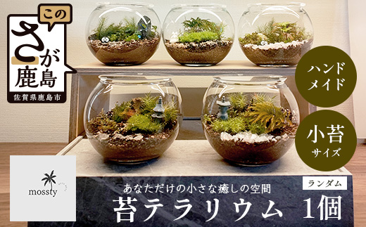 B-892　苔テラリウム　手入れ簡単 癒やしのインテリア 卓上サイズ 誕生日 プレゼント雑貨 敬老の日 贈り物 観葉植物 初心者 鹿島市産 / mossty [B-892]