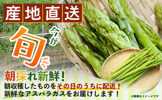 【先行受付】（お届けは2026年6月～7月頃）新鮮朝獲れ！！鹿島市産 アスパラガス 合計500g 【美味しい野菜で彩を】アスパラ 野菜 やさい 九州 国産 佐賀　B-854