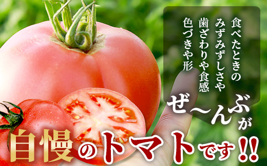 【先行予約】 たにぐちファーム とりこになるトマト 3.5kg以上【2024年12月より発送開始】 Ricotomato トマト B-665